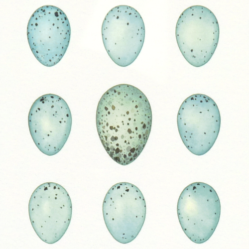 Thirty Blue Eggs - detail