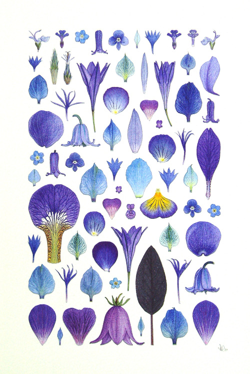 Blue: 69 Petals from 24 Species and a Leaf<br>
				(28 x 19 cm) water colour
